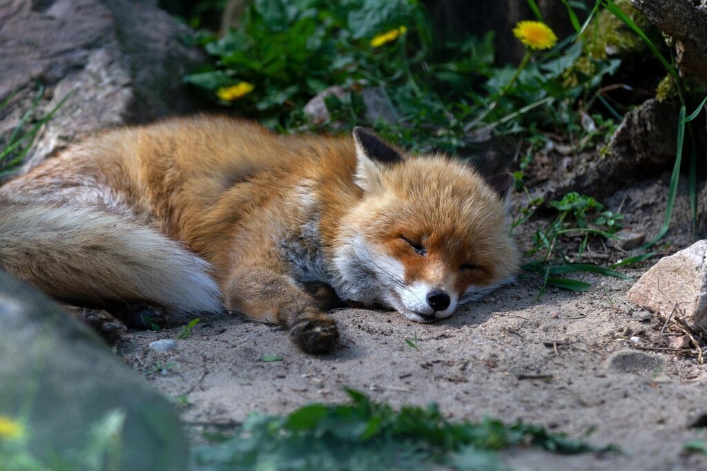 red fox