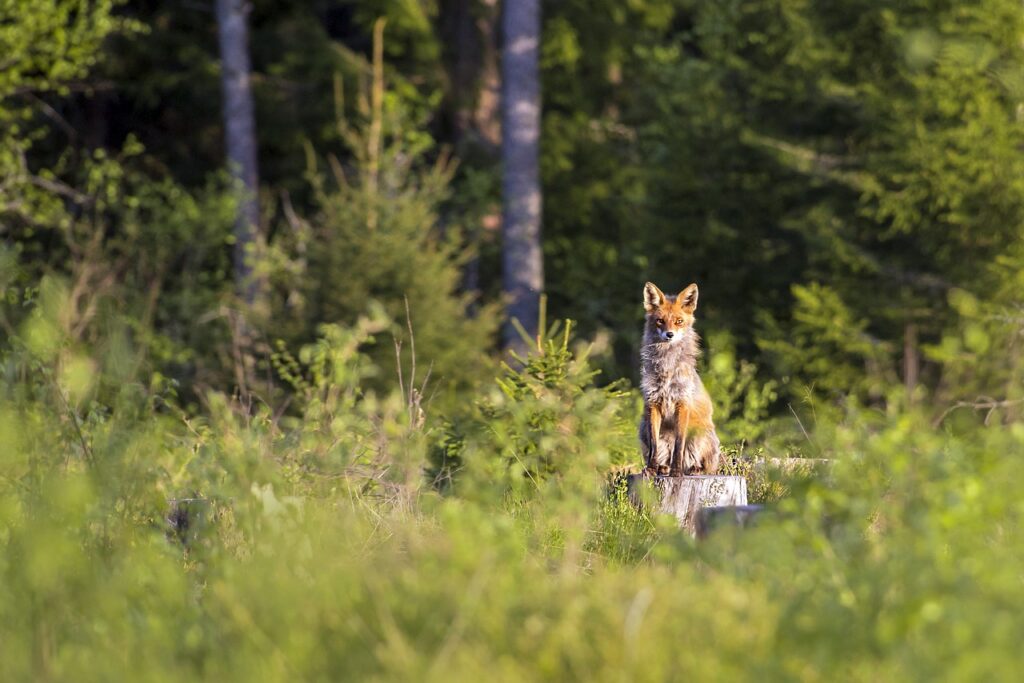 red fox
