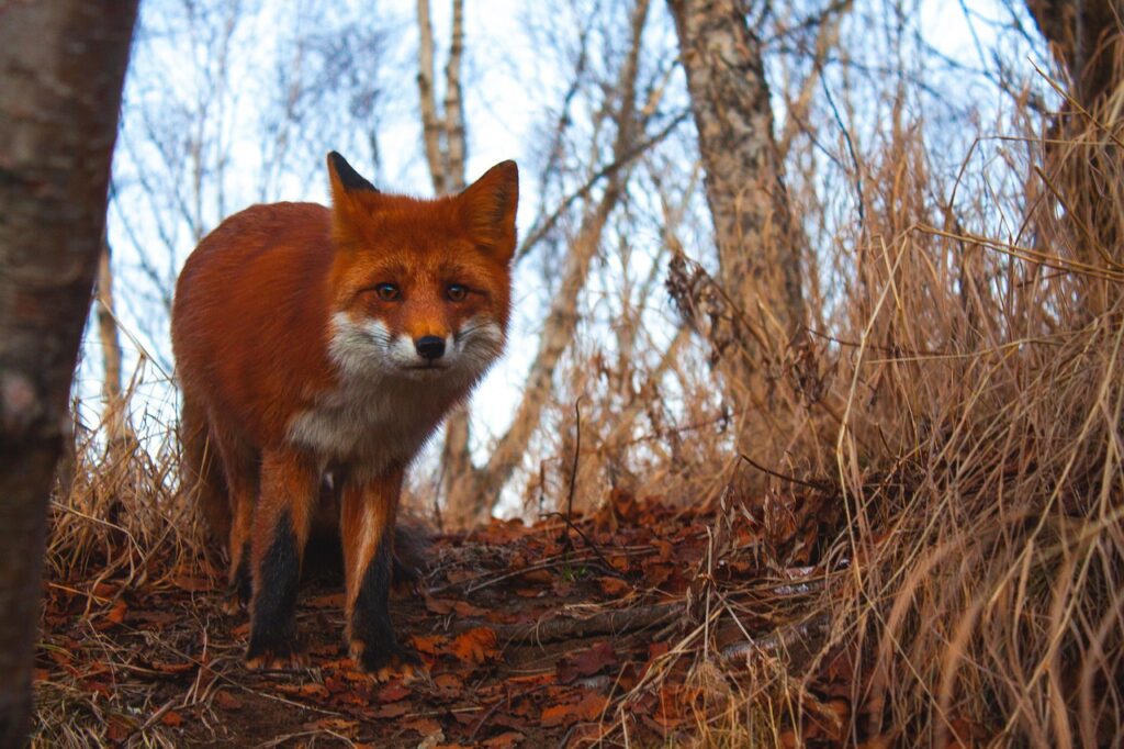 red-fox