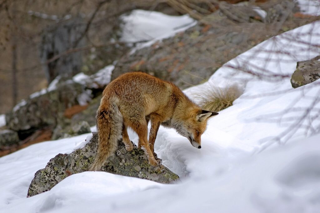 red fox