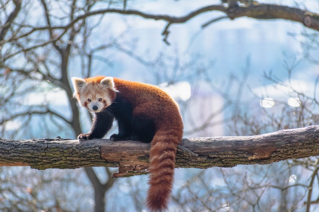 red-panda