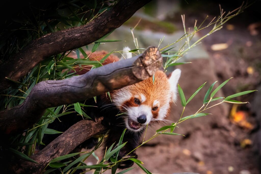 red-panda