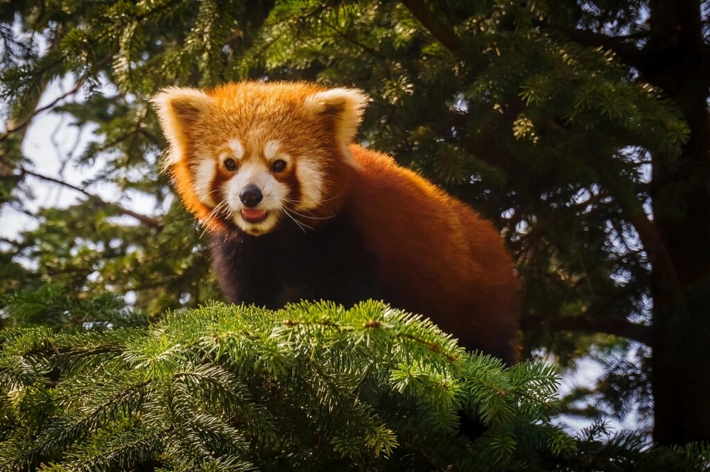 red-panda