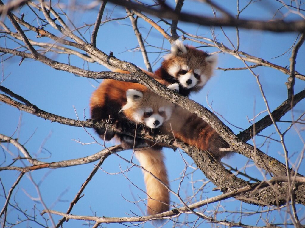 red-panda