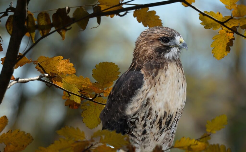 red tailed hawk