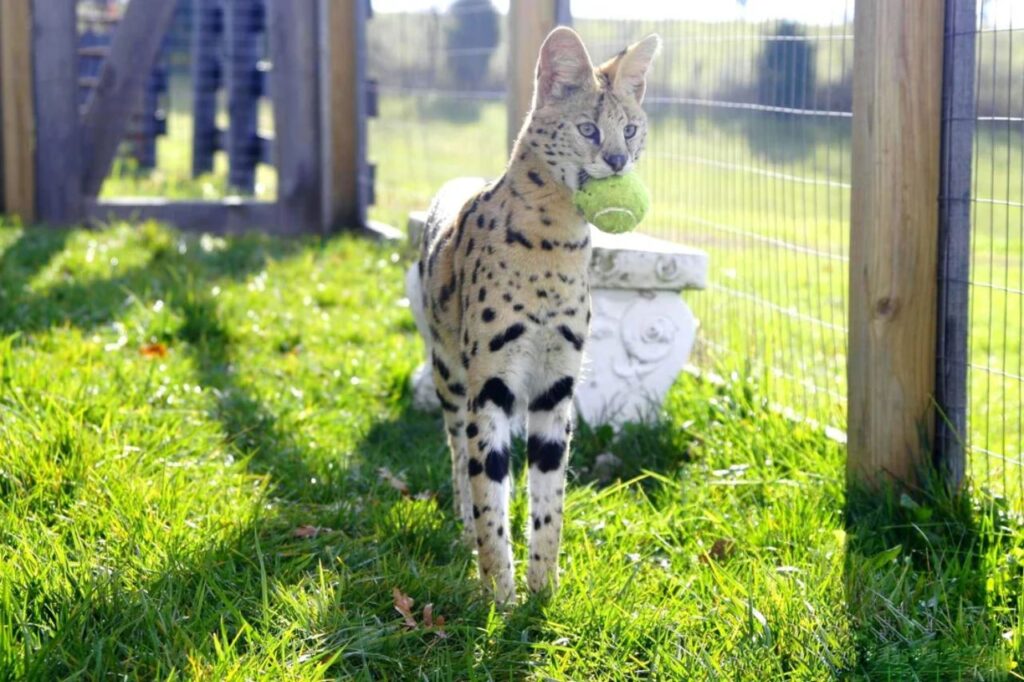 savannah cat