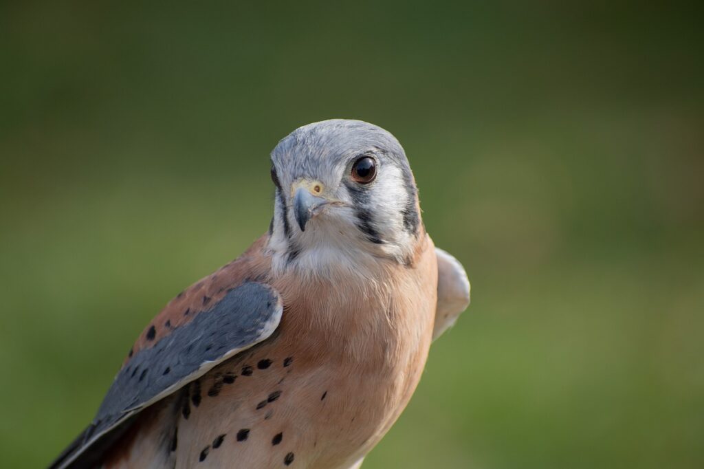 An American Kestrel