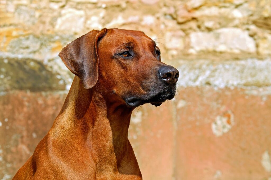 rhodesian-ridgeback-