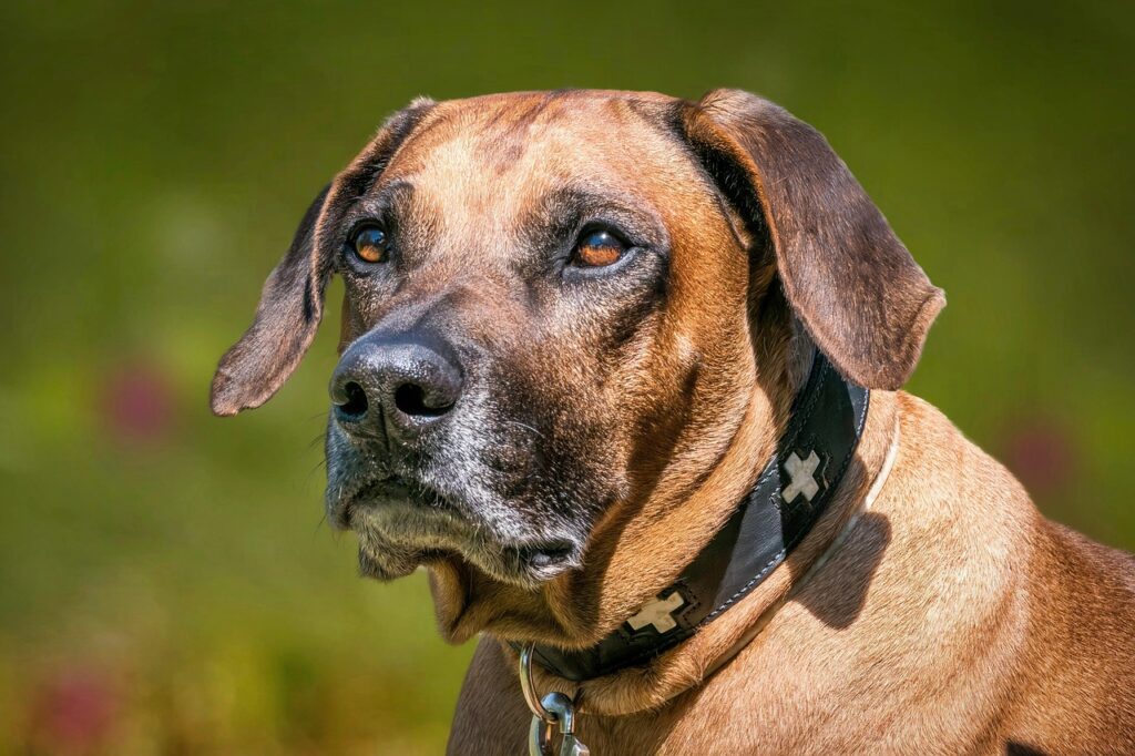 rhodesian-ridgeback