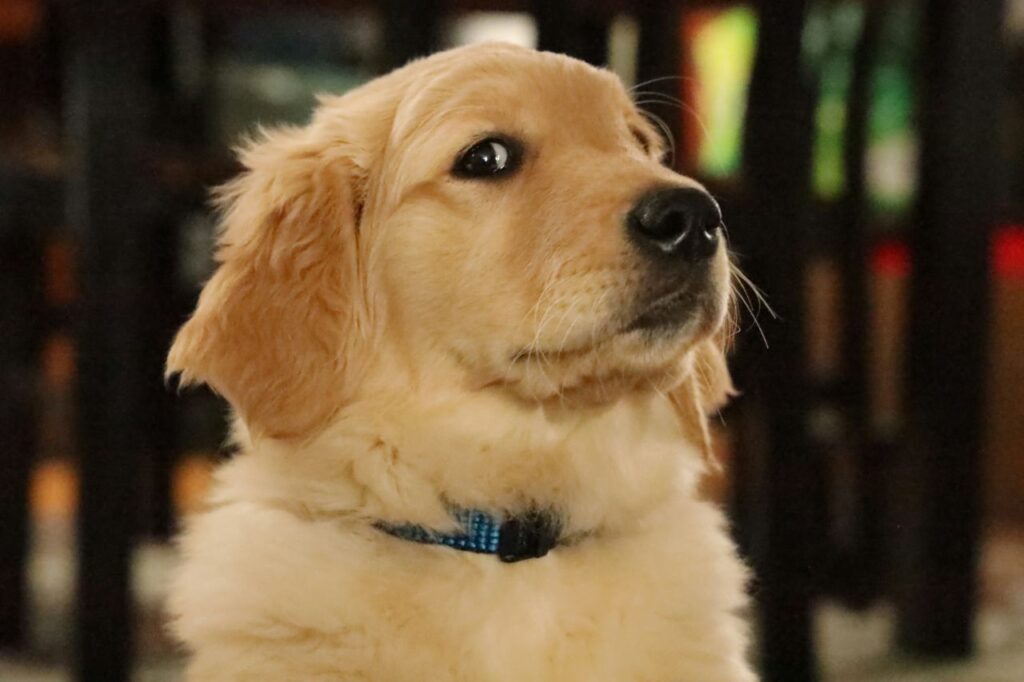 Golden retriever