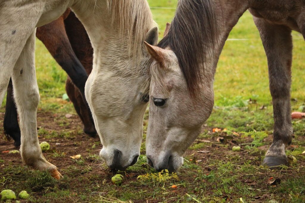 Horse Eating