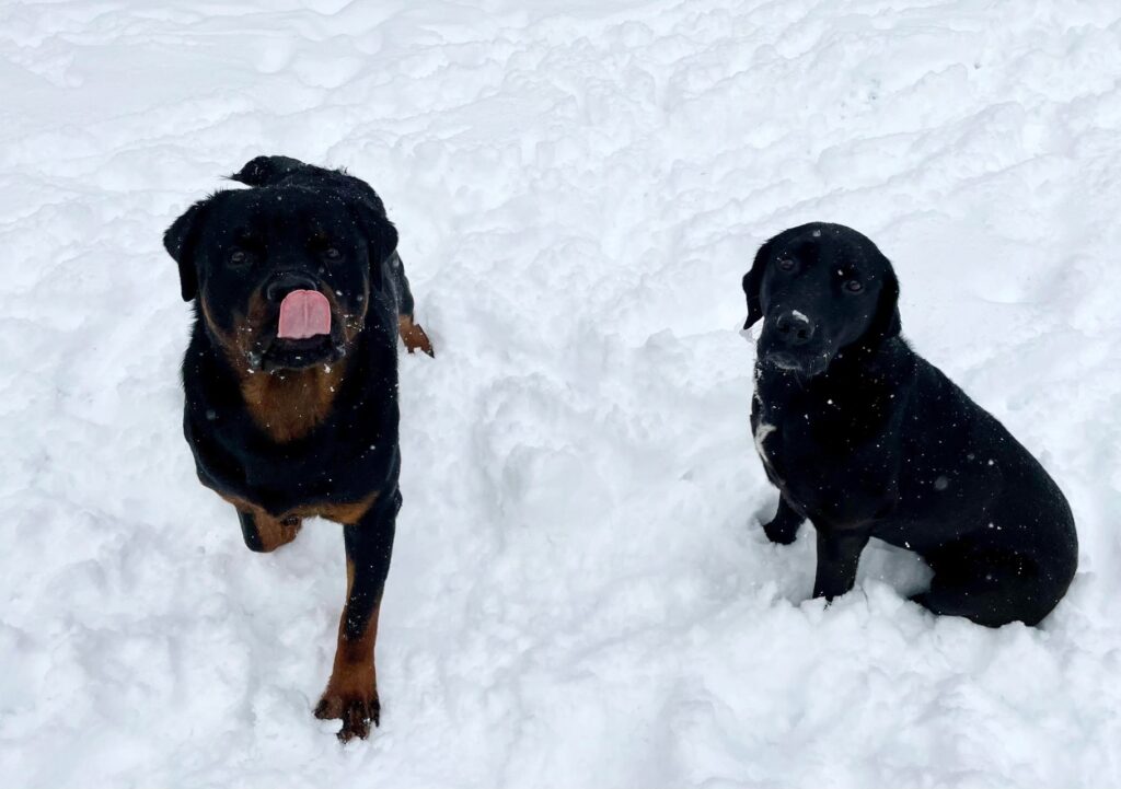 Rottweiler with Labrador Retriever