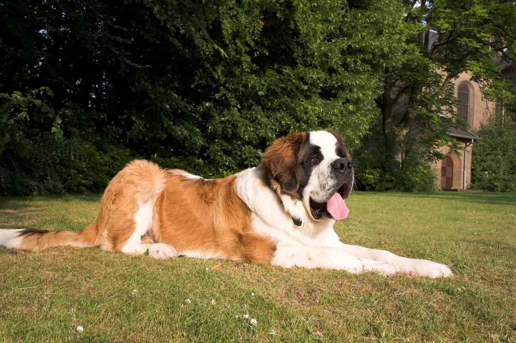 saint bernard laying on grass