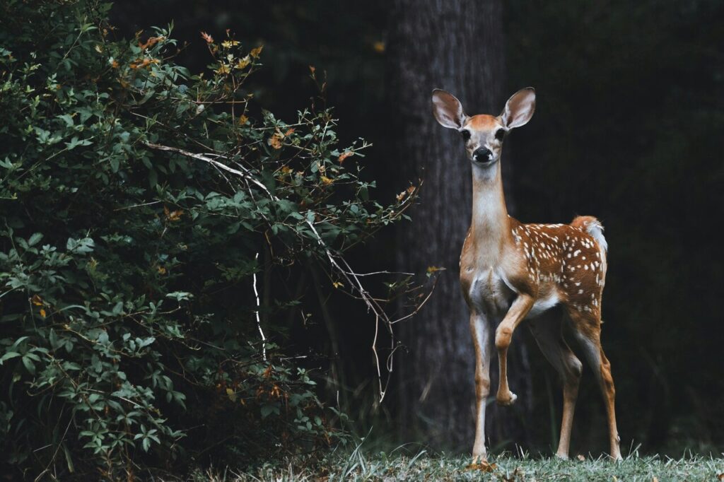 Key deer