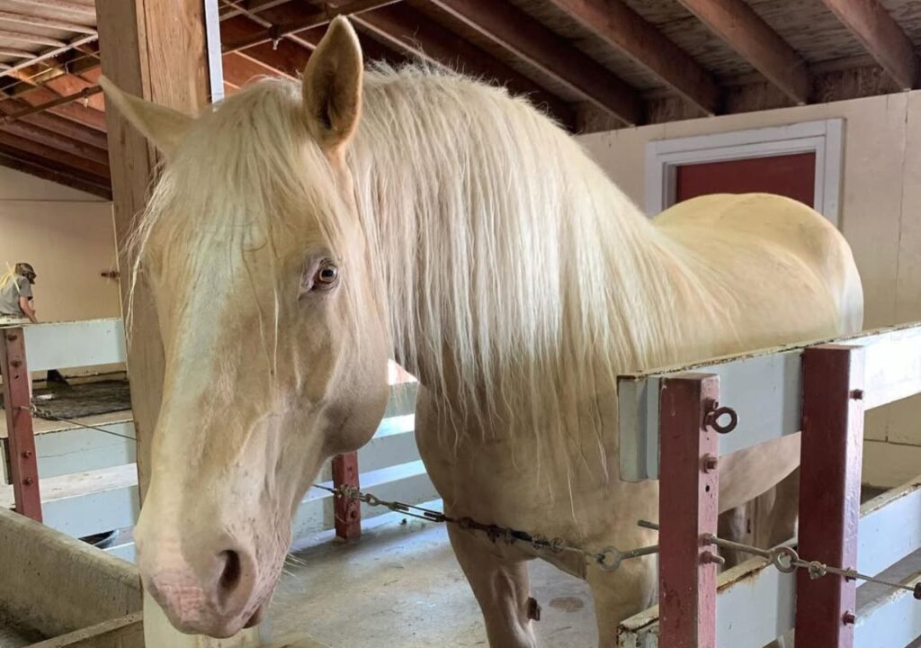 American Cream Draft horse