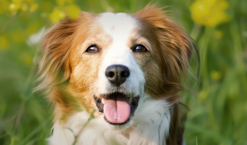 Selective focus shot of an adorable Kooikerhondje dog
