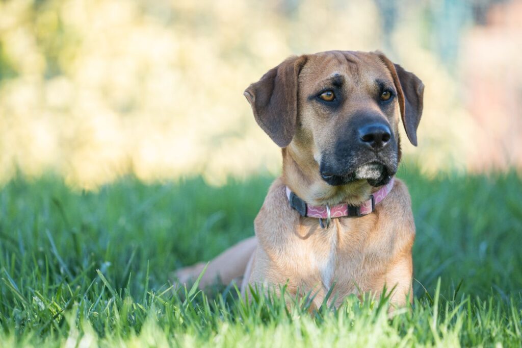 boerbel dog sitting on grass