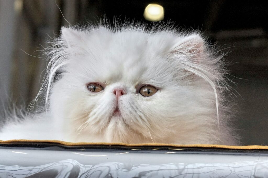 persian cat