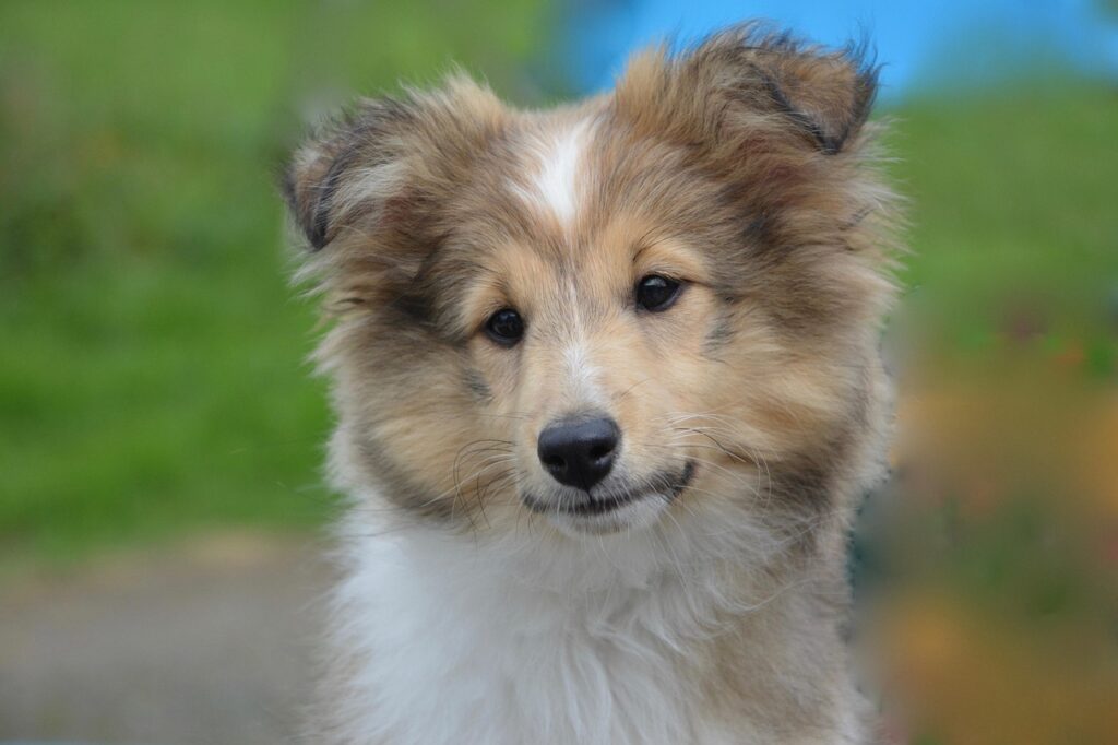 shetland sheepdog