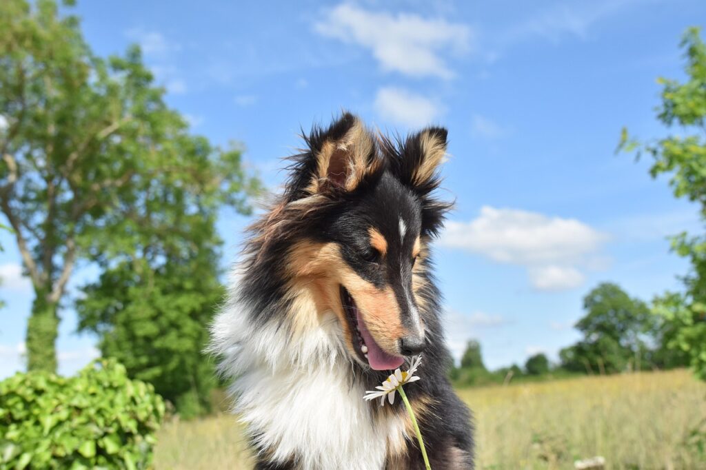 shetland-sheepdog