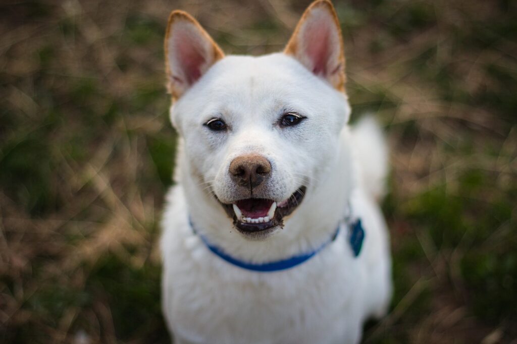shiba inu