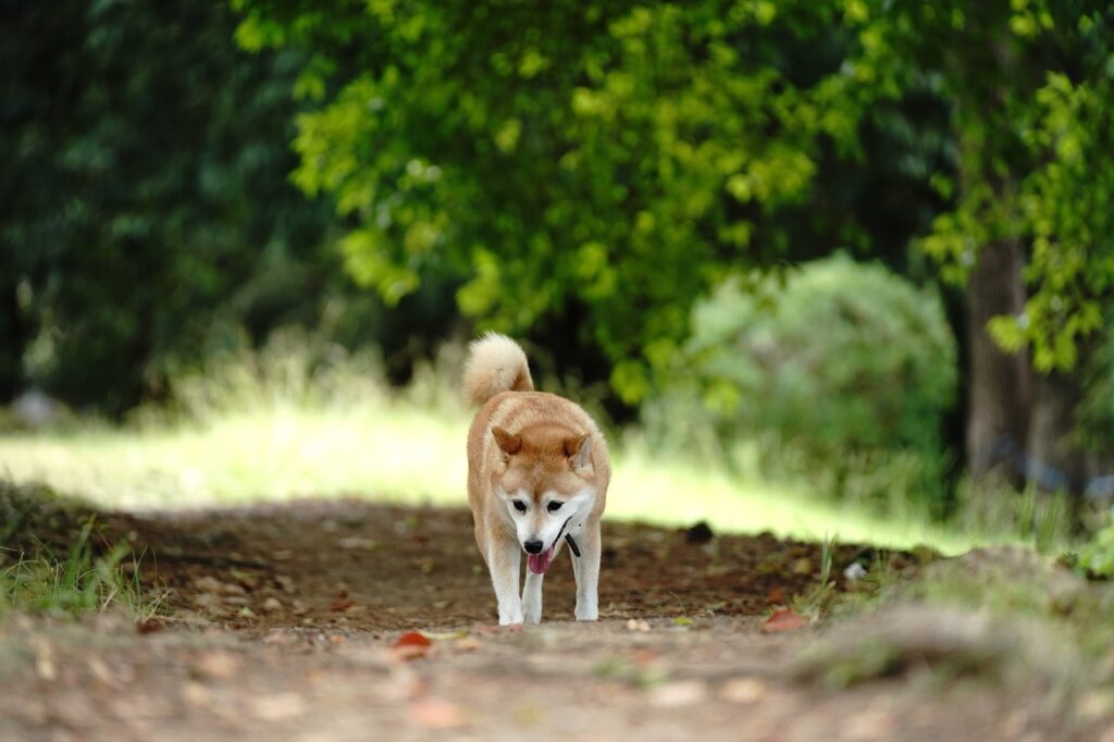 shiba inu