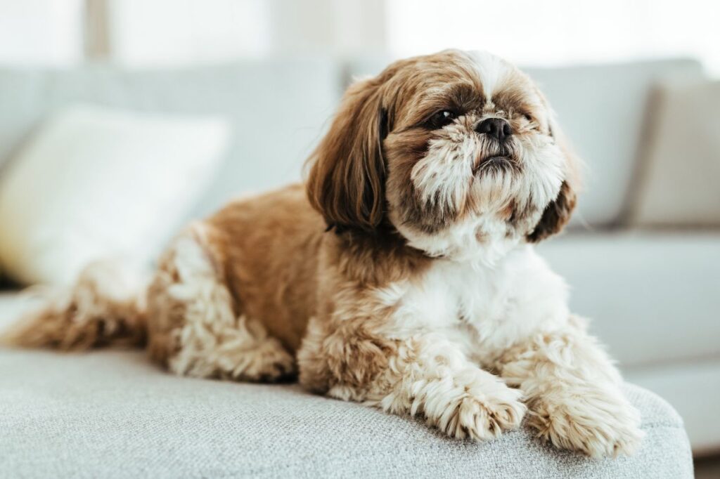 Shih tzu dog on sofa