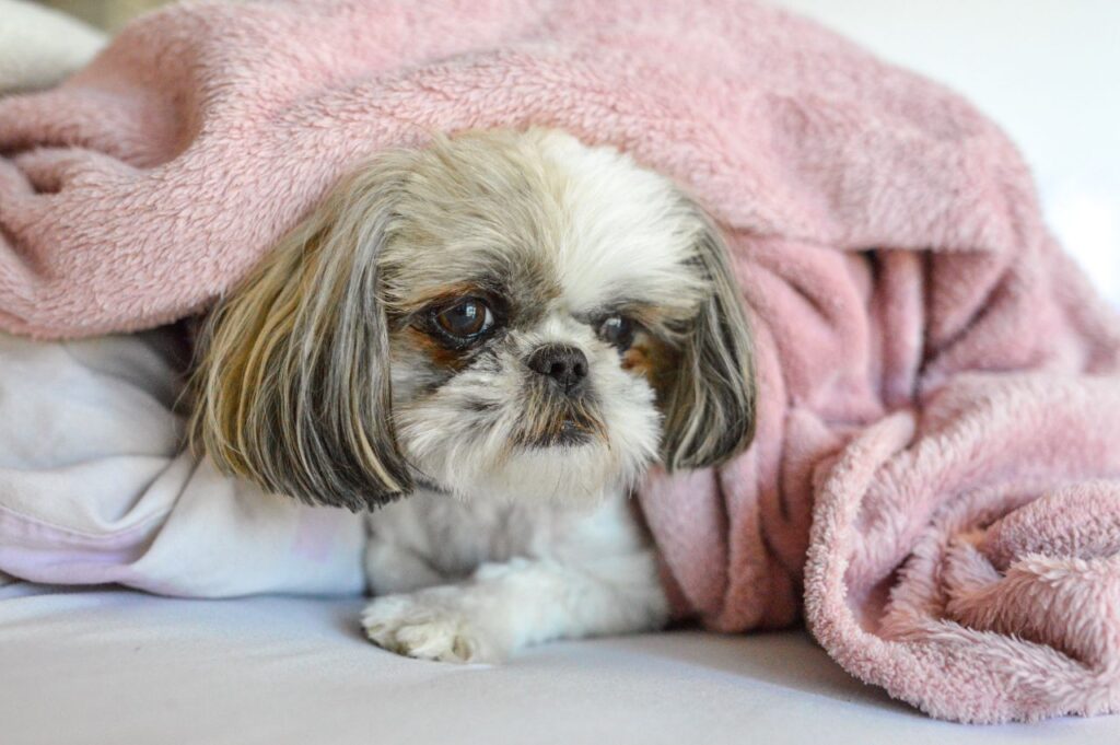Shih tzu dog