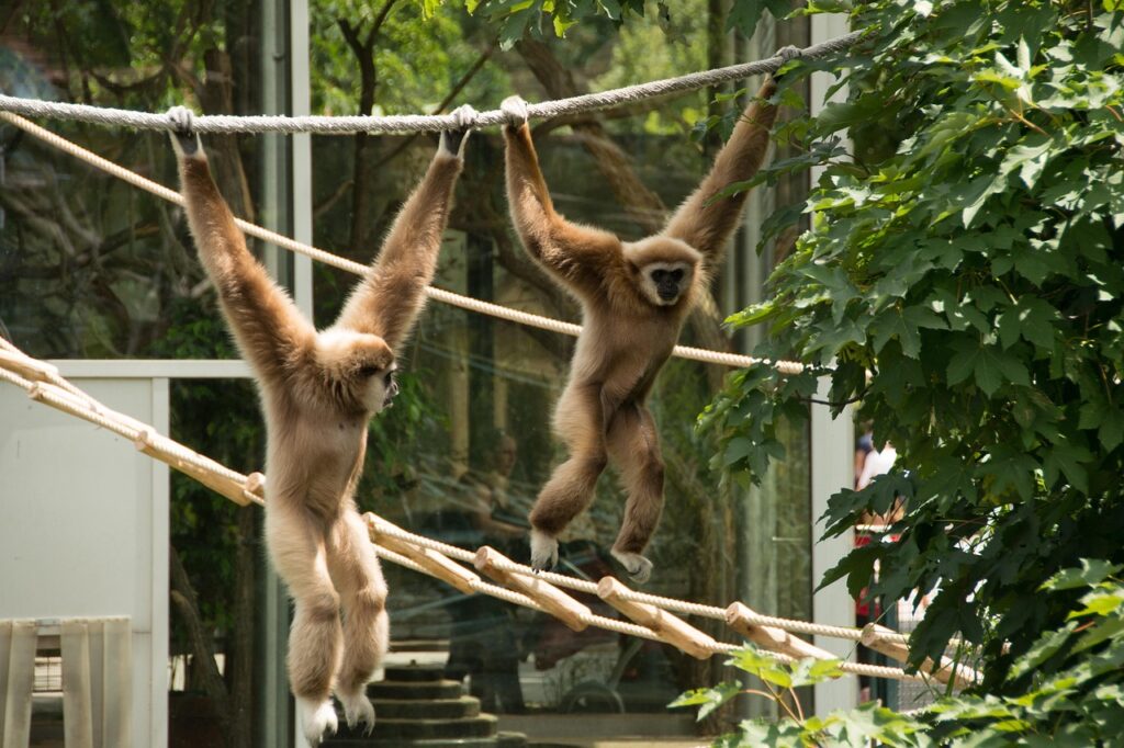 A Pair of Gibbons