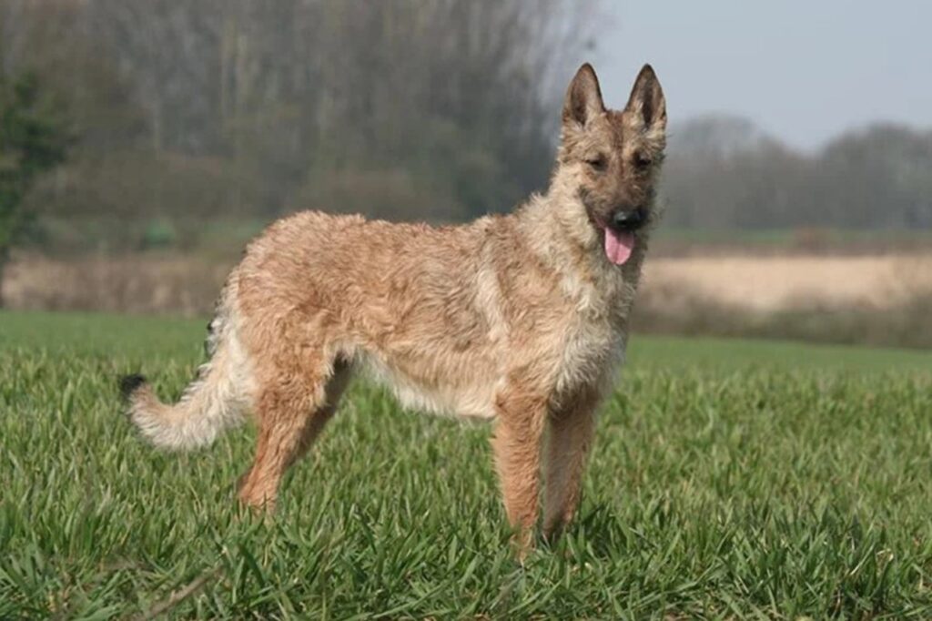 A Belgian Laekenois