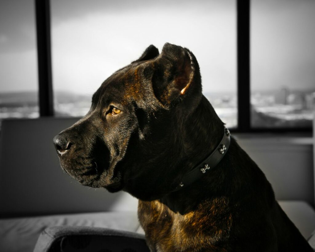 cane corso