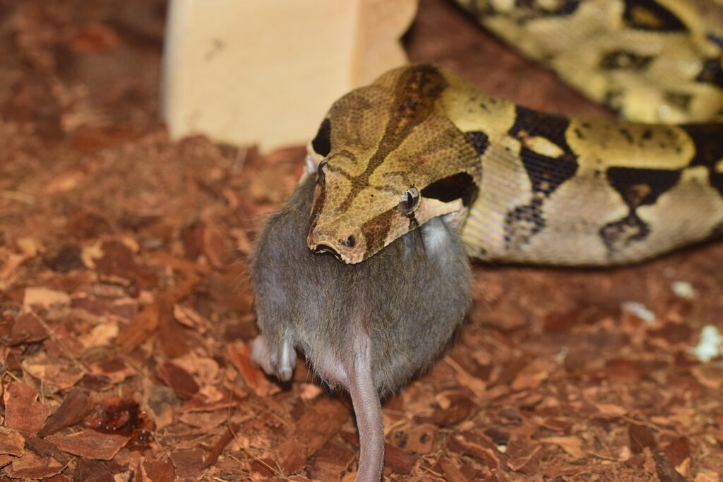 Boa constrictor eating