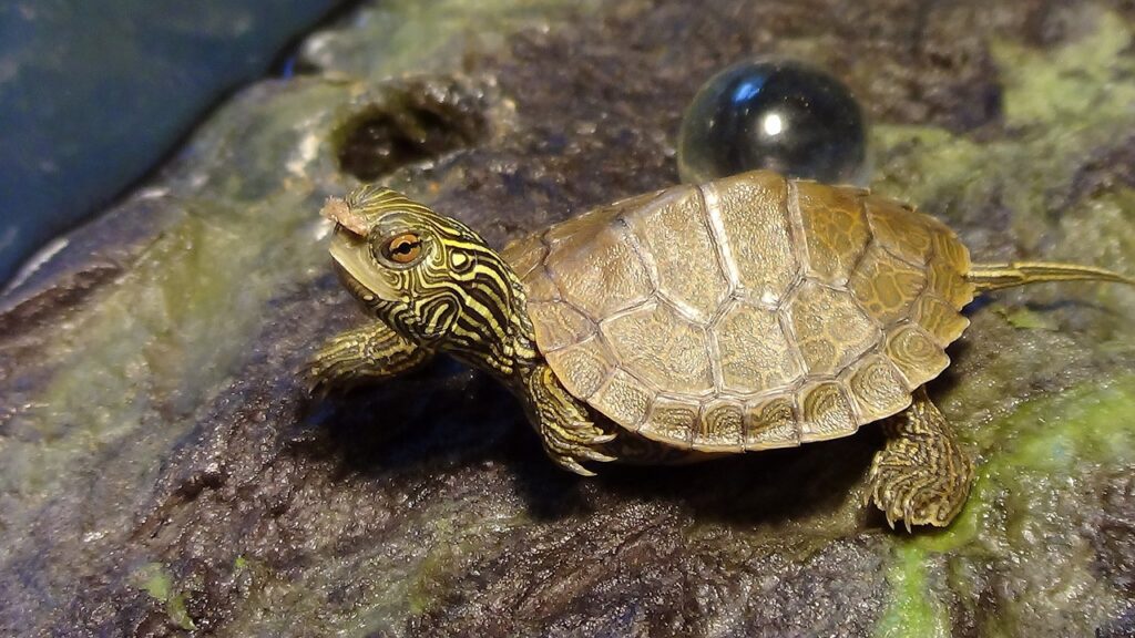 small turtle