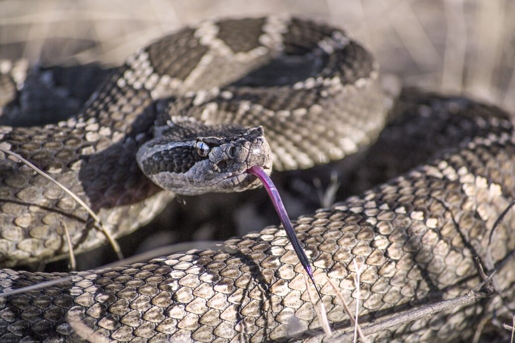 Timber rattlesnake