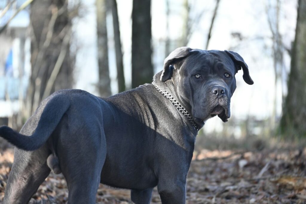 cane corso