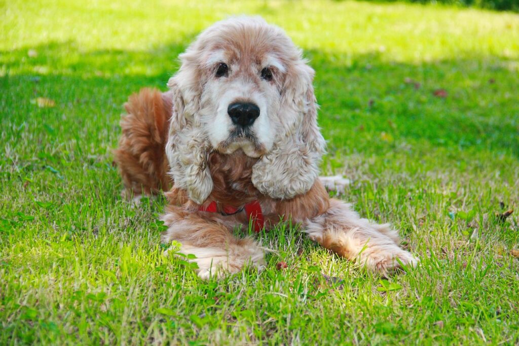 dog with heart health issue