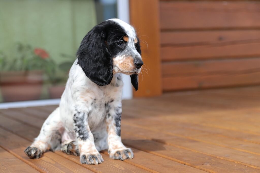 cocker spaniel
