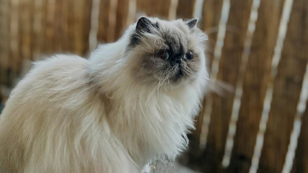 A Himalayan Cat