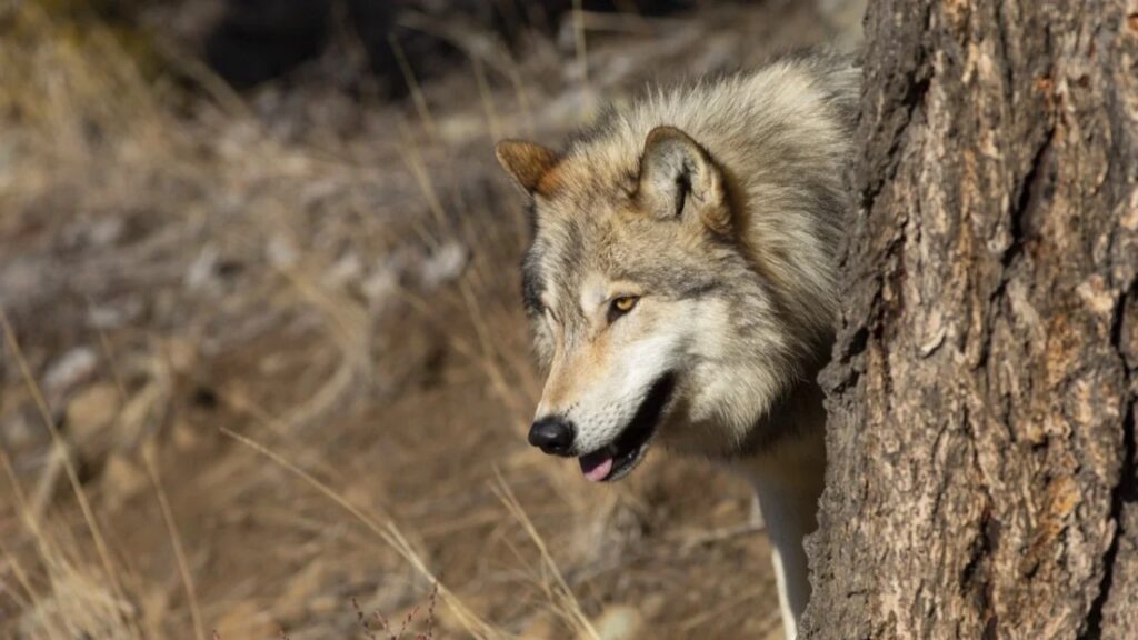 Gray Wolf