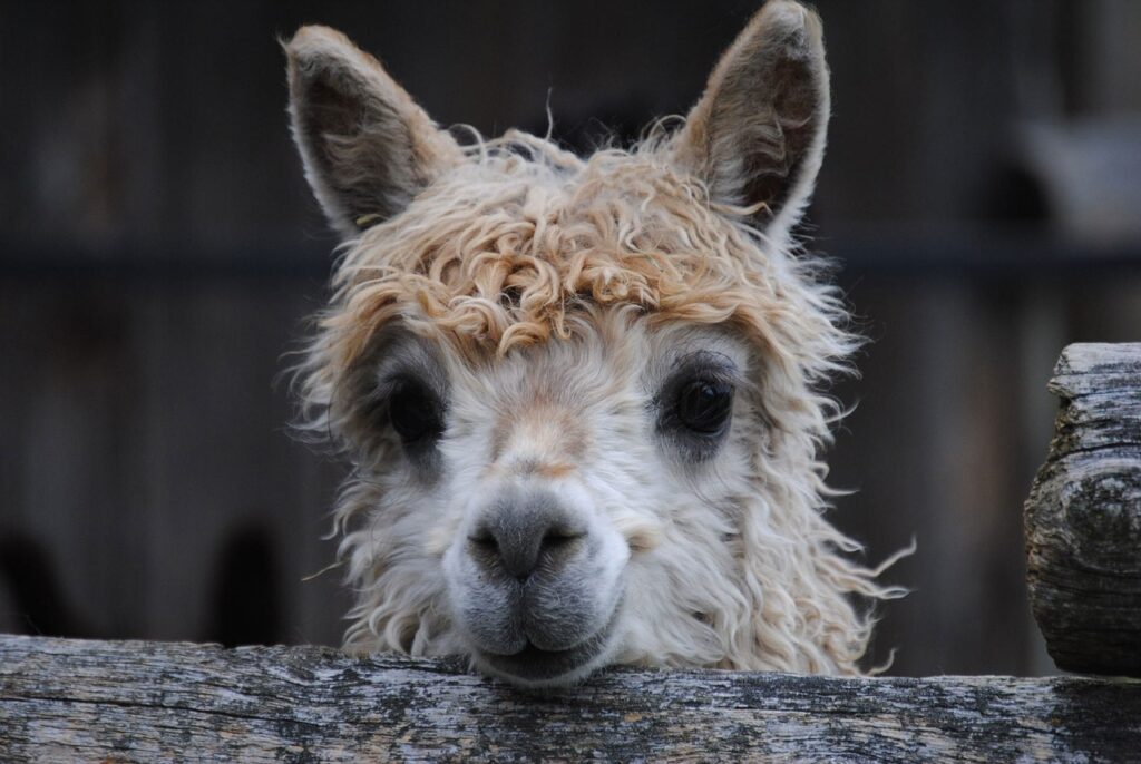 A happy llama