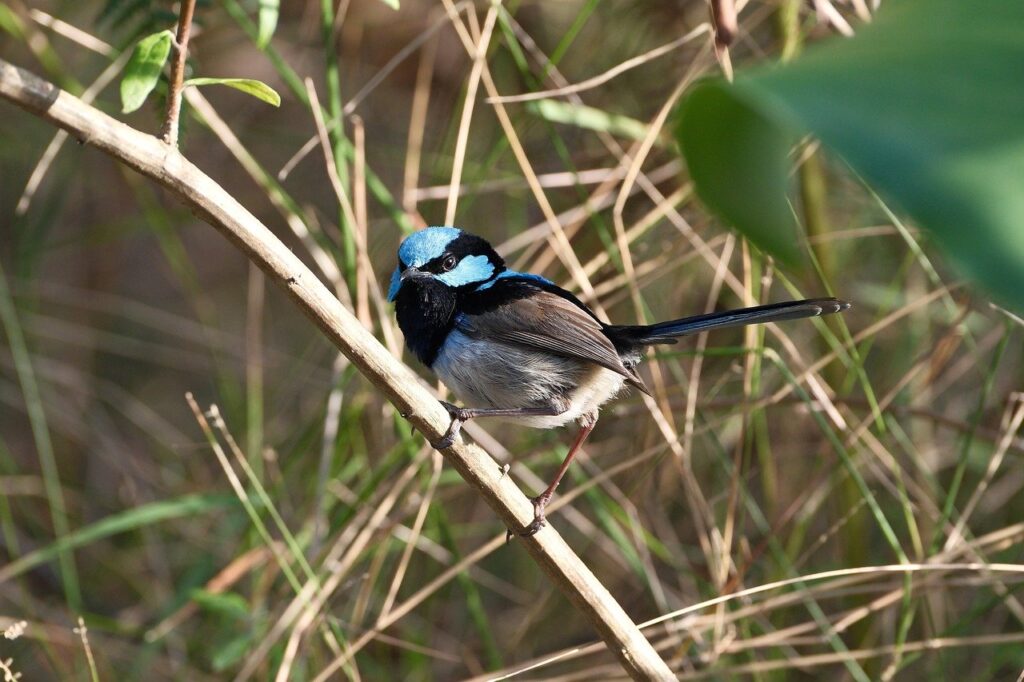 superb-fairywren
