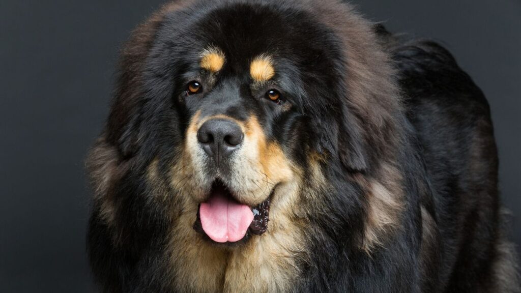 Closeup portrait of big beautiful Tibetan mastiff dog over black background.