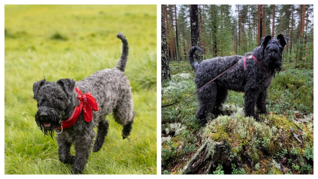 A Kerry Blue terrier pup vs. Adult