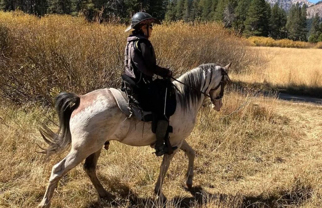 Rider on a Tennessee Walking Horse in a grassy field.