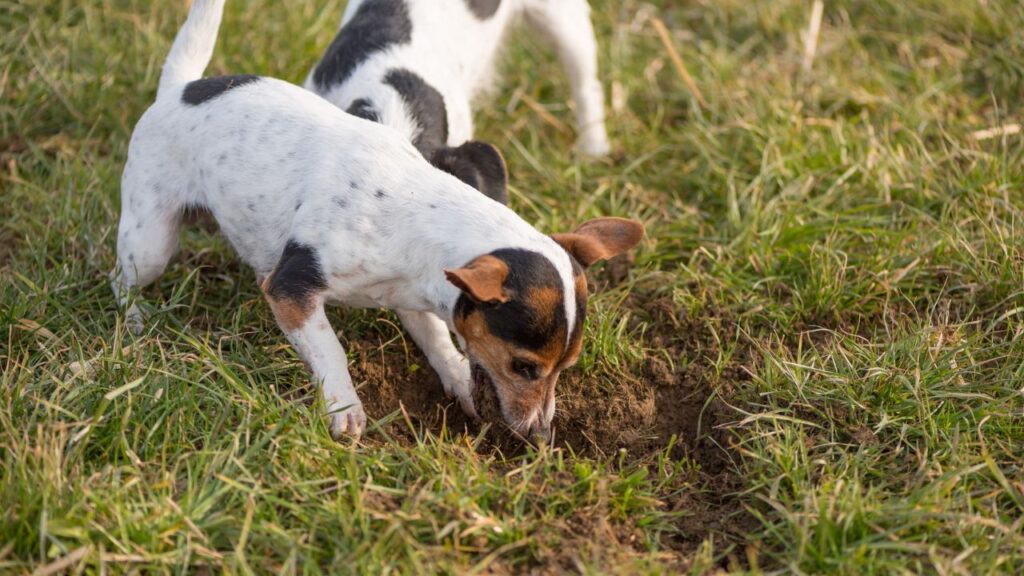 Dog digs a hole - Jack Russell Terrier - 10 years old - hair style smooth