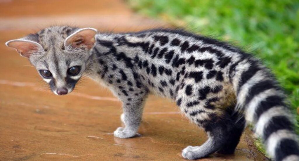 Spotted Genet