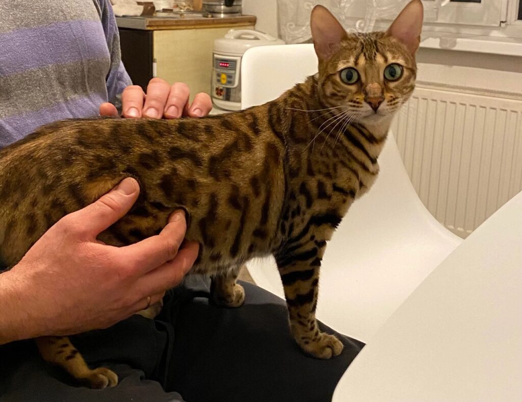 Bengal Cat