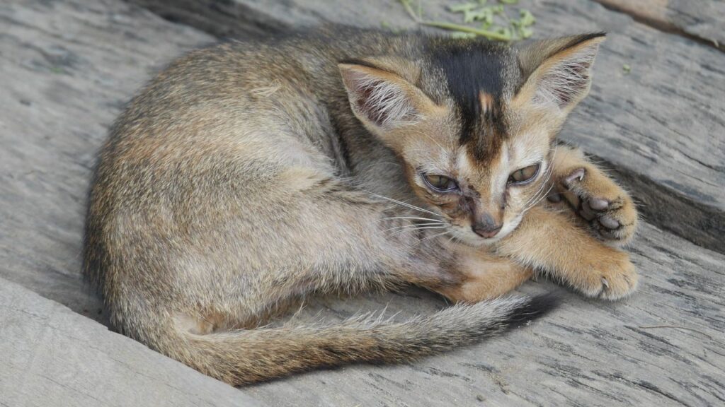 Burmese Kitten