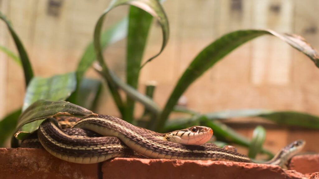 Garter snakes (Thamnophis sirtalis) on bricks in a glass display
