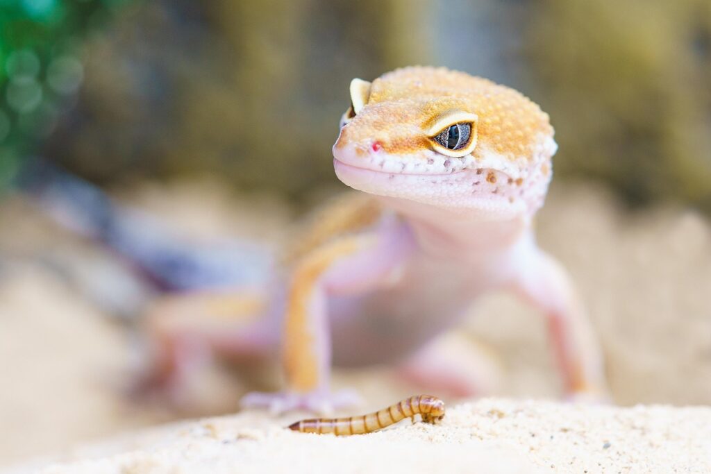 Pet lizard diet